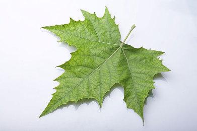 42万欧洲玩家提出抗议：反对已购游戏停运后不能玩